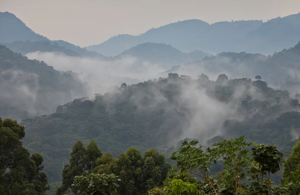Bwindi Impenetrable Rain Forest
